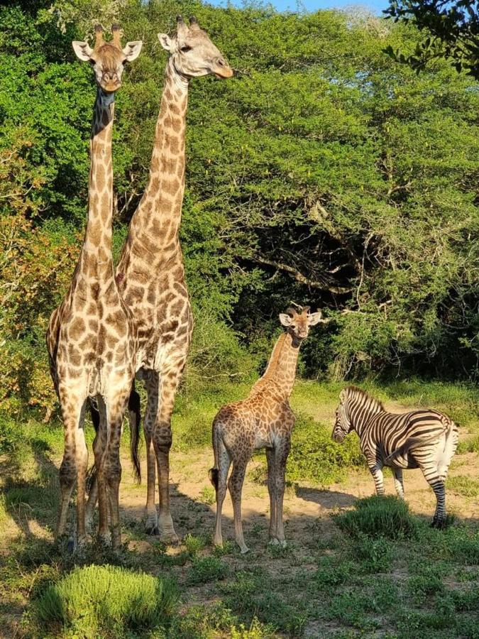 Hideaways Lazuli Bush Lodge, Hluhluwe Esterno foto