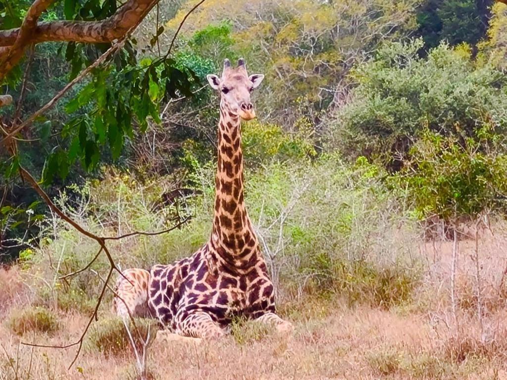 Hideaways Lazuli Bush Lodge, Hluhluwe Esterno foto