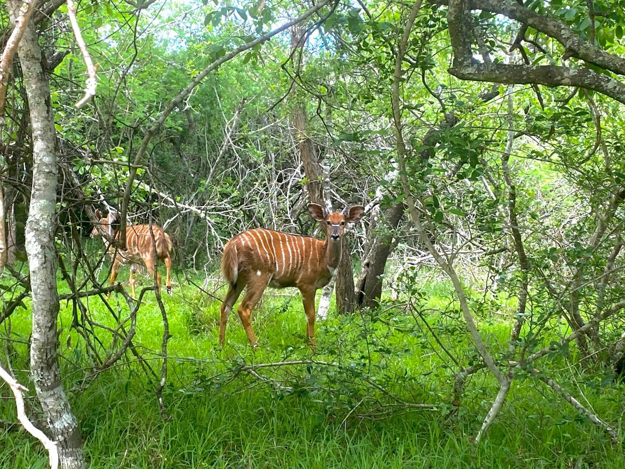 Hideaways Lazuli Bush Lodge, Hluhluwe Esterno foto