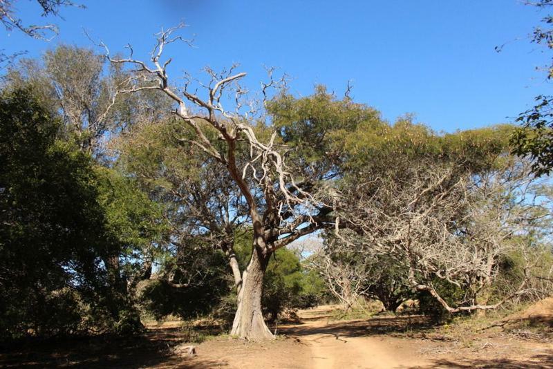 Hideaways Lazuli Bush Lodge, Hluhluwe Esterno foto